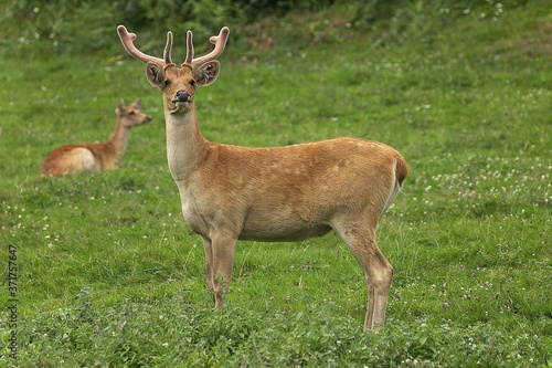 Barashingha Deer or Swamp Deer  cervus duvauceli  Pair