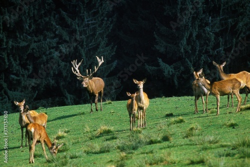 Red Deer, cervus elaphus, Male with its Harem