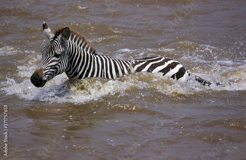 Burchell s Zebra  equus burchelli  Adult Crossing Mara River  Masai Mara Park in Kenya