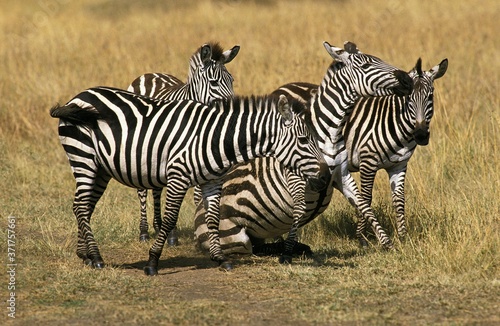 Fototapeta Naklejka Na Ścianę i Meble -  Burchell's Zebra, equus burchelli, Group in Savannah, Masai Mara Park in Kenya