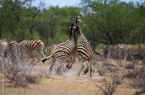 Burchell s Zebra  equus burchelli  Males Fighting  Kenya