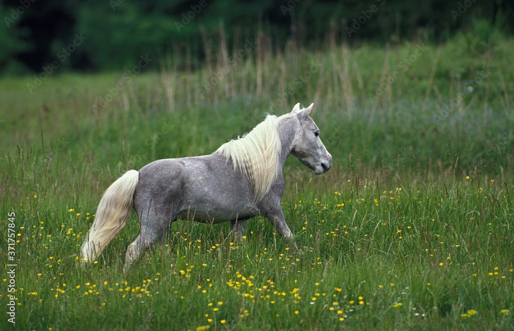 Obraz premium American Miniature Horse, Adult in Meadow