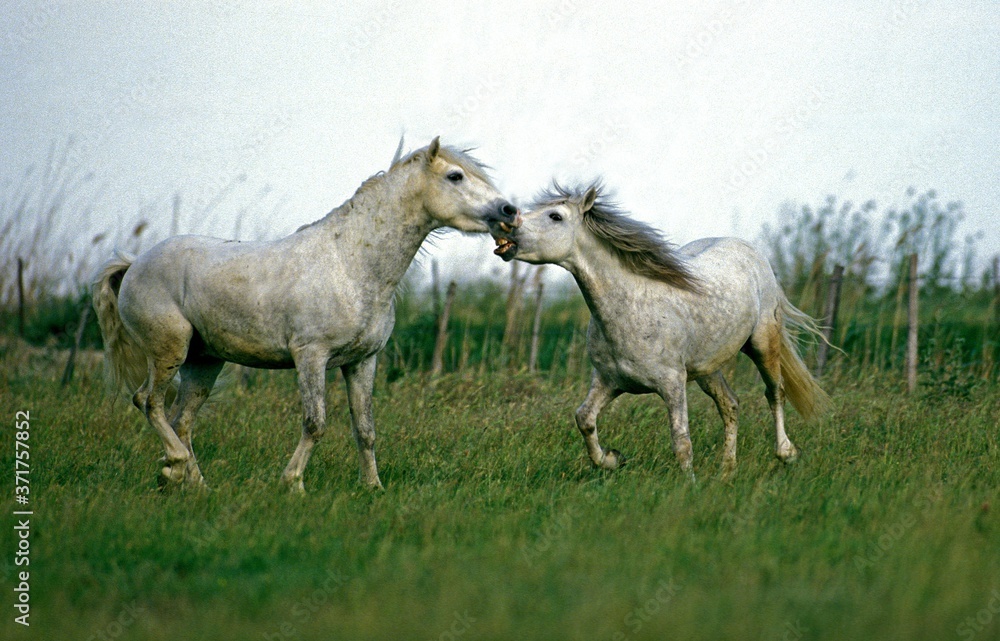 Obraz premium Camargue Horses