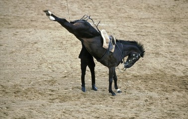 The Cadre Noir, an Equestrian Display Team based in the city of Saumur in western France