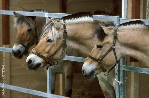 Fjordhest Norvegian Pony at Stable photo