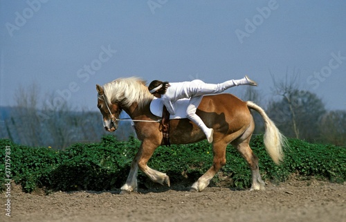 Teenager, mounted gymnastics, voltige with Haflinger Horse, Deauville in France