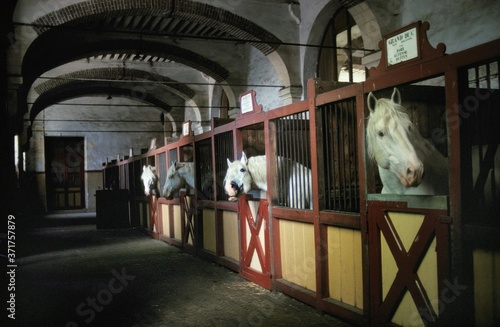 STUD FARM OF COMPIEGNE IN FRANCE photo