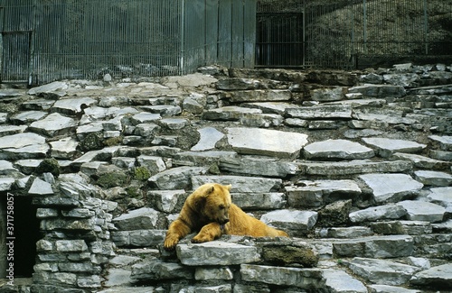 Brown Bear, ursus arctos at the Zoon photo