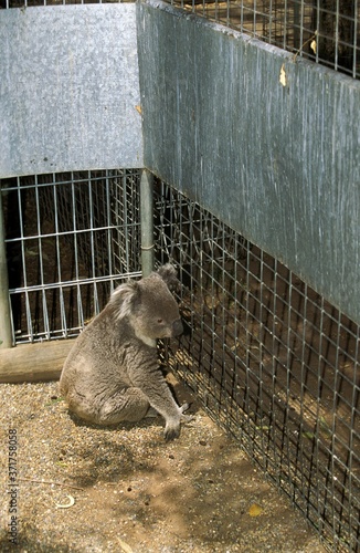 Photography Koala, phascolarctos cinereus in Cage, Zoo in Australia