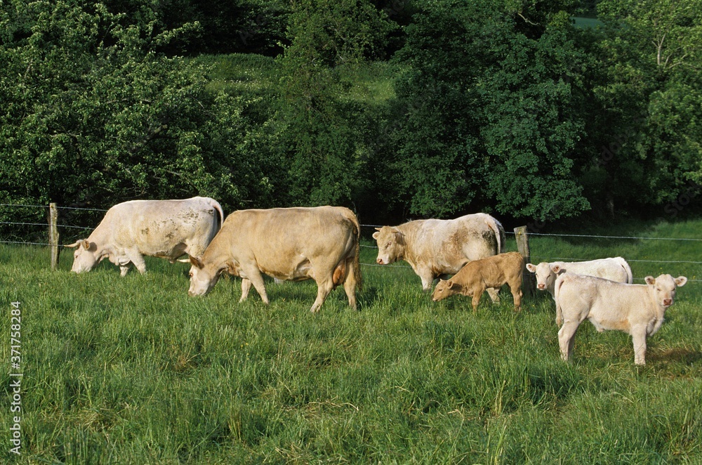 Domestic Cattle in Meadow Domestic Cattle in Meadow
