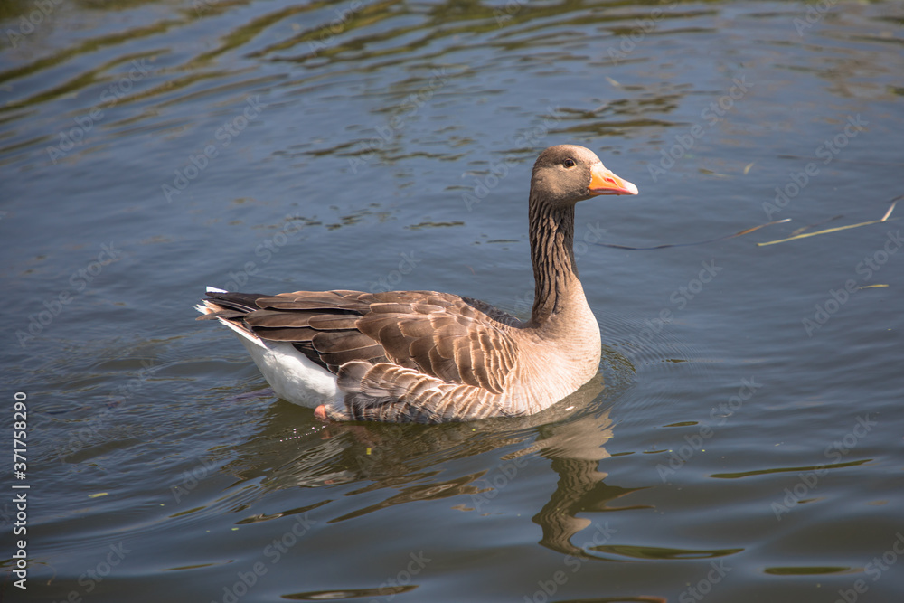 Greylag Goose (scientific name Anser anser) on the water, The Broads, Norfolk, UK Greylag Goose (scientific name Anser anser) on the water, The Broads, Norfolk, UK