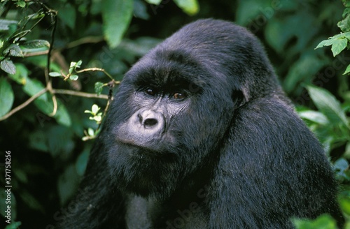 Mountain Gorilla, gorilla gorilla beringei, Portrait of Male, Virunga Park in Rwanda © slowmotiongli