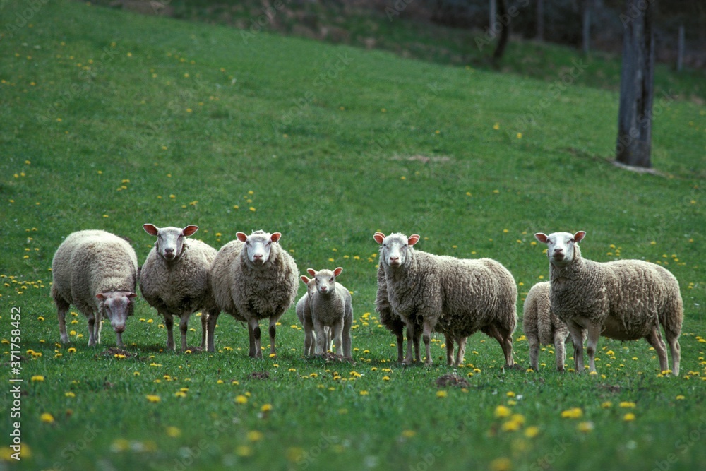 Obraz premium Berrichon Domestic Sheep, a French Breed from Berry, Herd with Ewes and Lambs