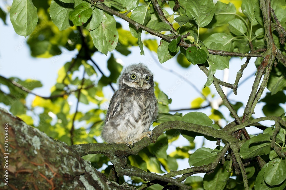 Little Owl, athene noctua, Young standing on Branch, Normandy Little Owl, athene noctua, Young standing on Branch, Normandy