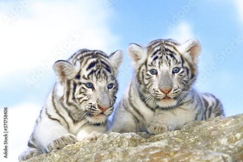 Fotografija White Tiger, panthera tigris, Cub