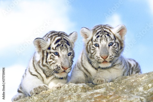 White Tiger  panthera tigris  Cub