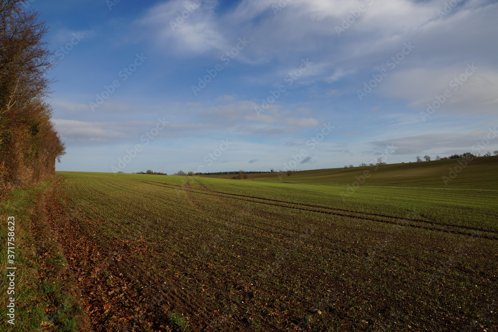 Fields in winter. Essex, December 2016