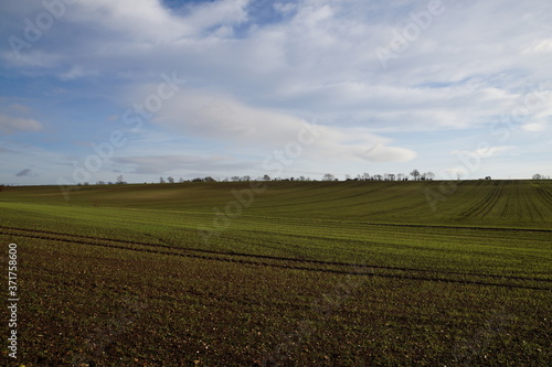 Fields in winter. Essex  December 2016