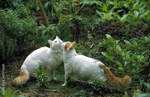 Quadro em tela Turkish Van Domestic Cat