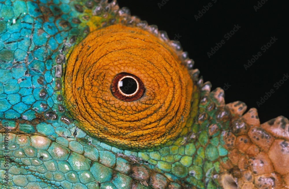 Obraz premium PARSON'S CHAMELEON chamaeleo parsonii, Close up of Eye against Black Background