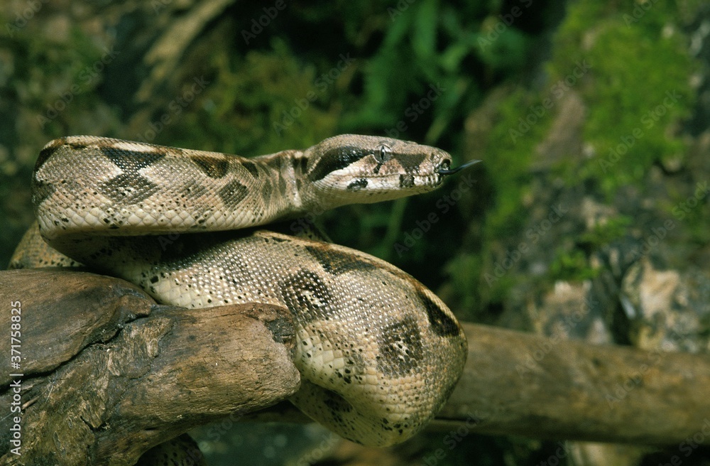 Fototapeta premium Boa Constrictor, boa constrictor, Adult