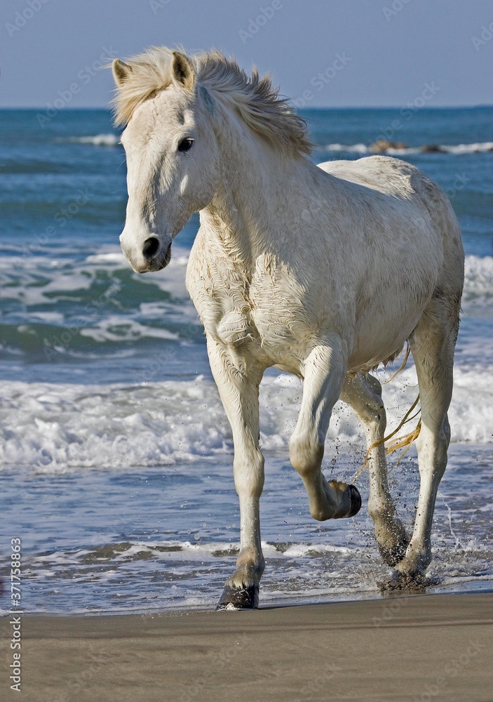 Camargue Horse, Adult walking on Beach, Saintes Maries de la Mer in South East of France Camargue Horse, Adult walking on Beach, Saintes Maries de la Mer in South East of France