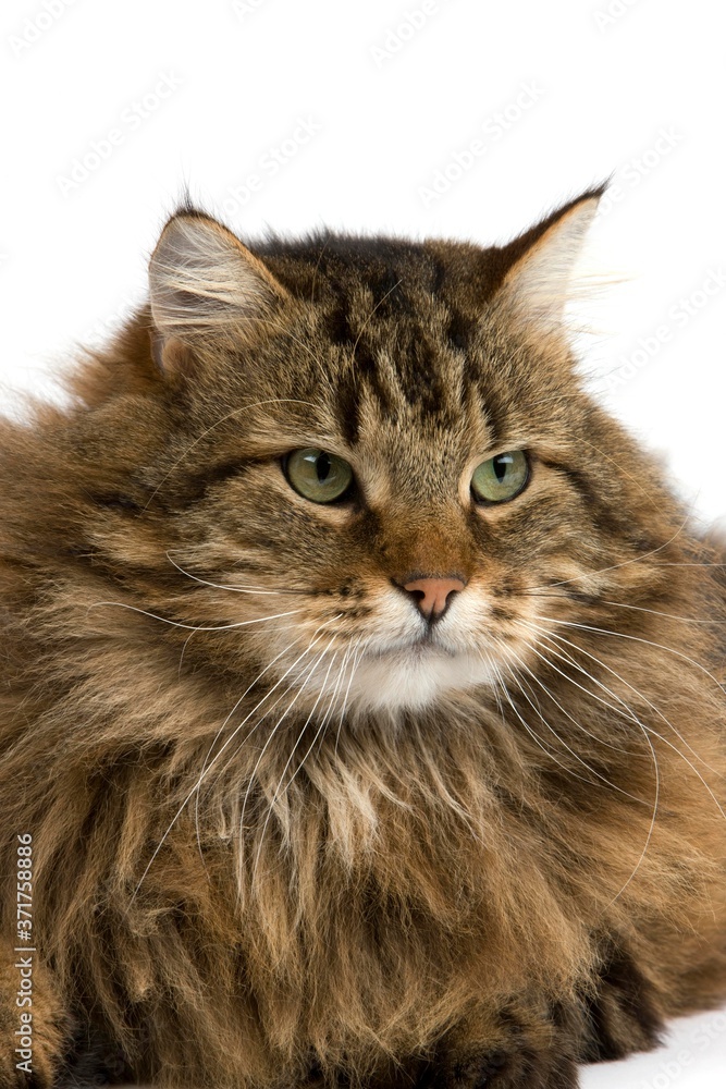 Angora Domestic Cat, Portrait of Male against White Background