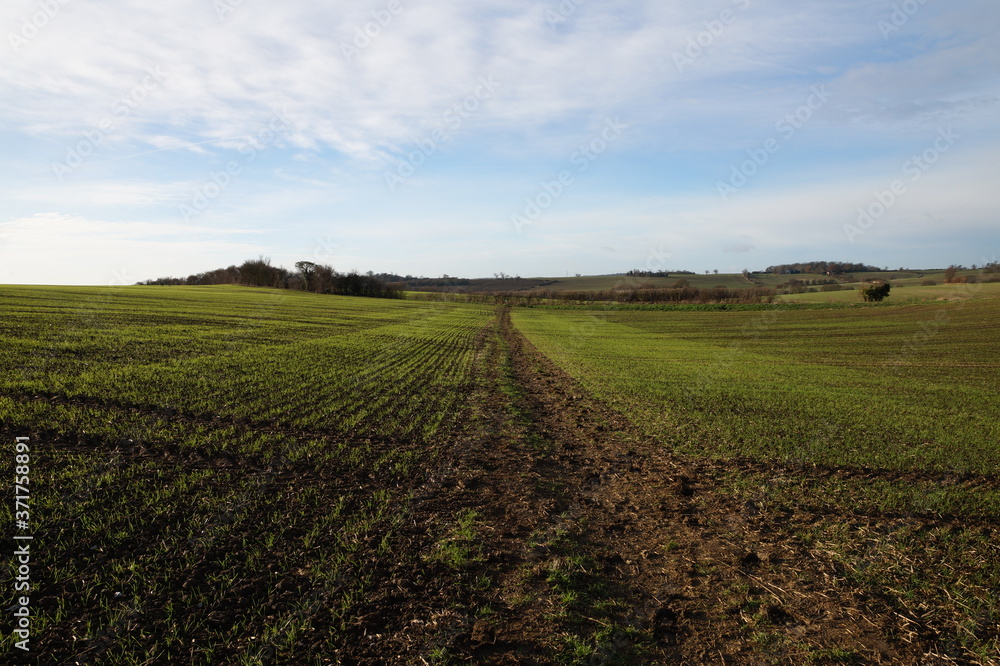 Fields in winter. Essex, December 2016