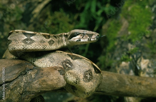 Boa Constrictor, boa constrictor, Adult