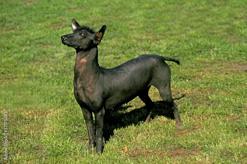 Mexican Hairless Dog or Xoloitzcuintle