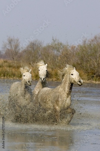 Fototapeta Naklejka Na Ścianę i Meble -  Camargue Horse, Herd standing in Swamp, Saintes Maries de la Mer in South East of France