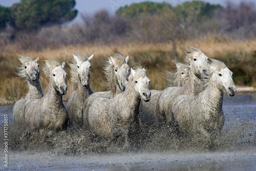 Camargue Horse  Herd standing in Swamp  Saintes Maries de la Mer in South East of France