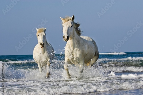Fototapeta Naklejka Na Ścianę i Meble -  Camargue Horse, Galloping on Beach, Saintes Maries de la Mer in South East of France