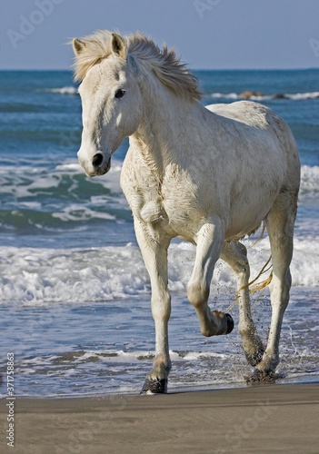 Camargue Horse  Adult walking on Beach  Saintes Maries de la Mer in South East of France
