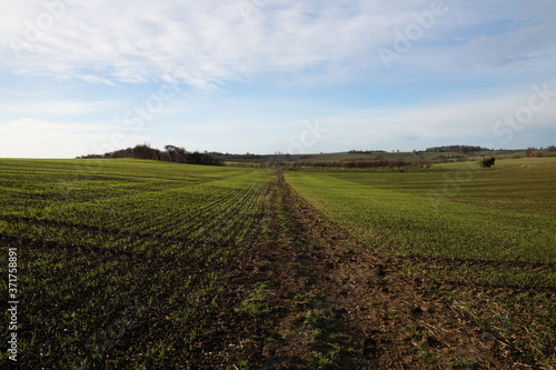 Fields in winter. Essex, December 2016