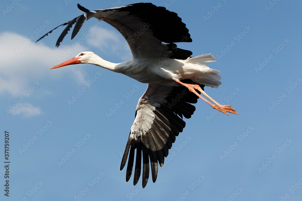 Obraz premium White Stork, ciconia ciconia, Adult in Flight against Blue Sky