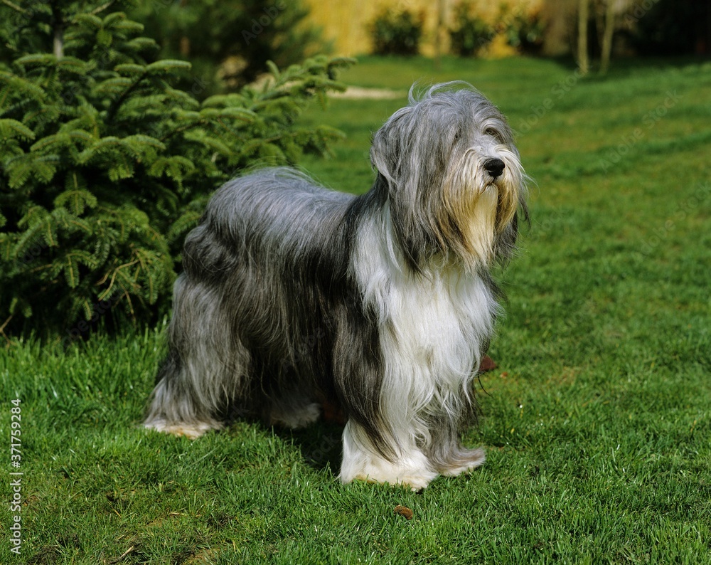 Bearded Collie Dog standing on Lawn Bearded Collie Dog standing on Lawn
