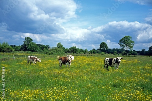 Normandy Cow  Domestic Cattle in Calvados