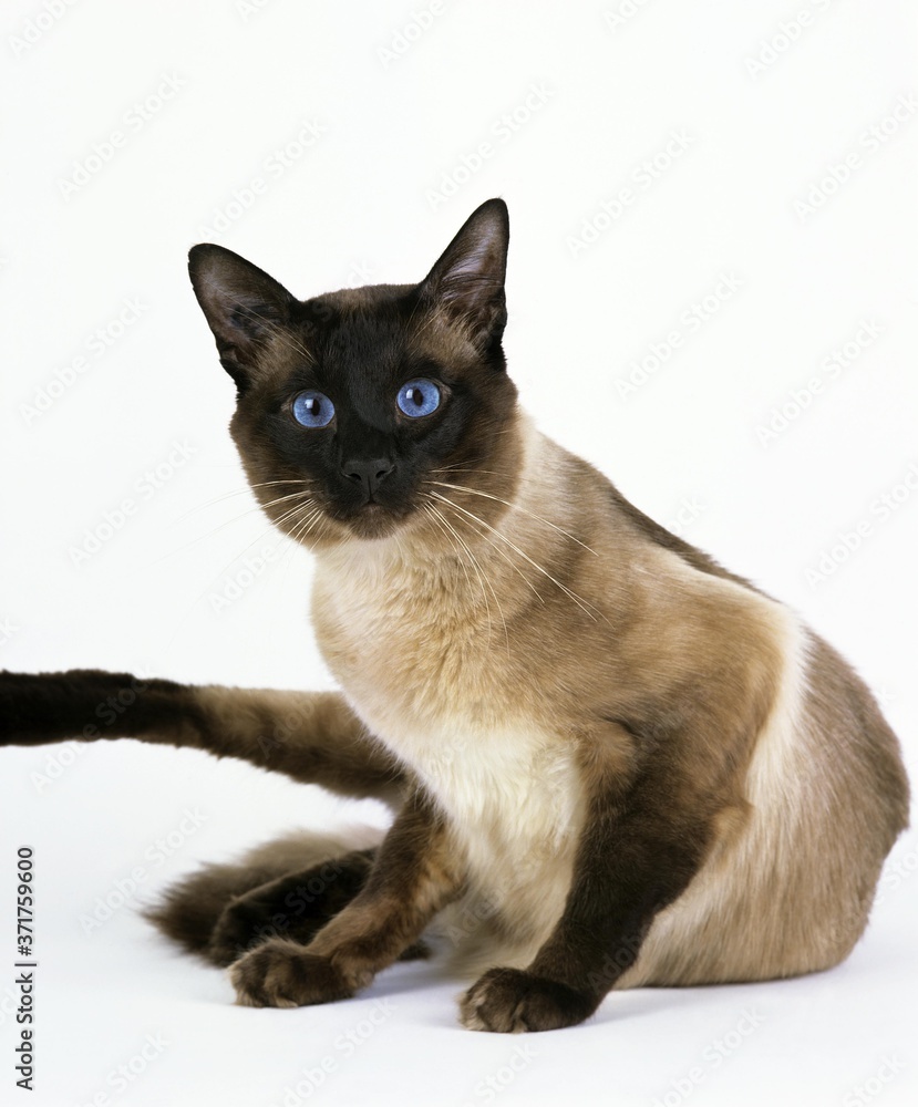 Balinese Domestic Cat against White Background
