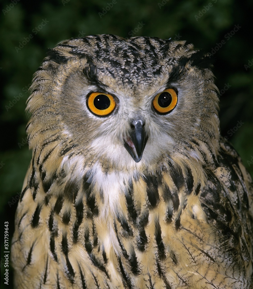 European Eagle Owl, bubo bubo, Portrait of Adult European Eagle Owl, bubo bubo, Portrait of Adult