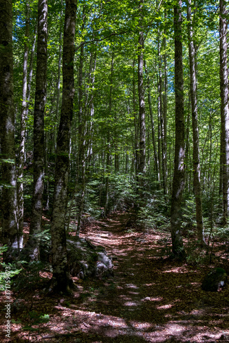 Wallpaper Mural beech forest  of Cañón de Añisclo, Huesca Pyrenees. National Park of Ordesa - Monte Perdido Torontodigital.ca