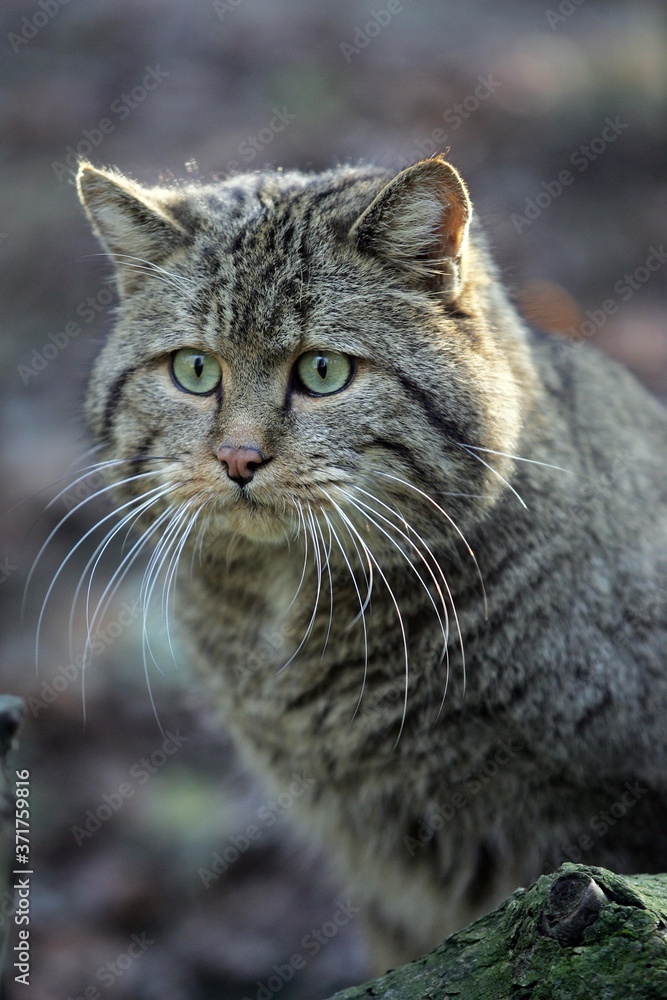 European Wildcat, felis silvestris, Portrait of Adult European Wildcat, felis silvestris, Portrait of Adult