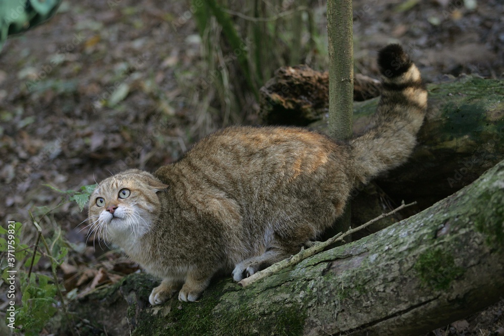 Obraz premium European Wildcat, felis silvestris, Defensive Posture