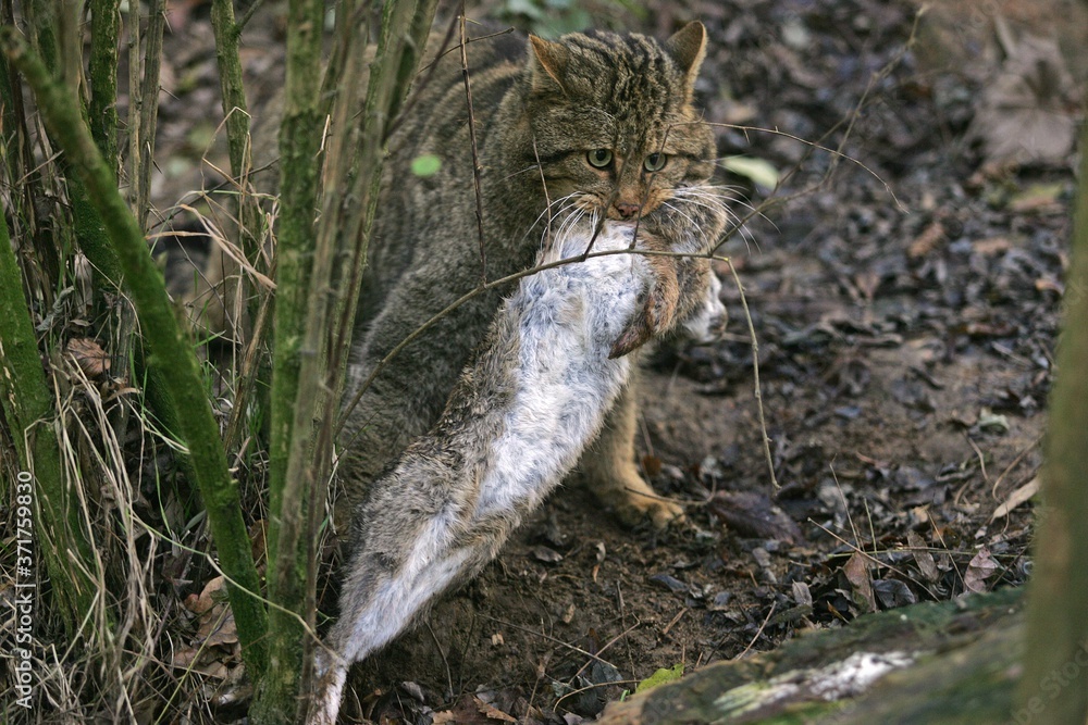 European Wildcat, felis silvestris, with a Kill, an European rabbit