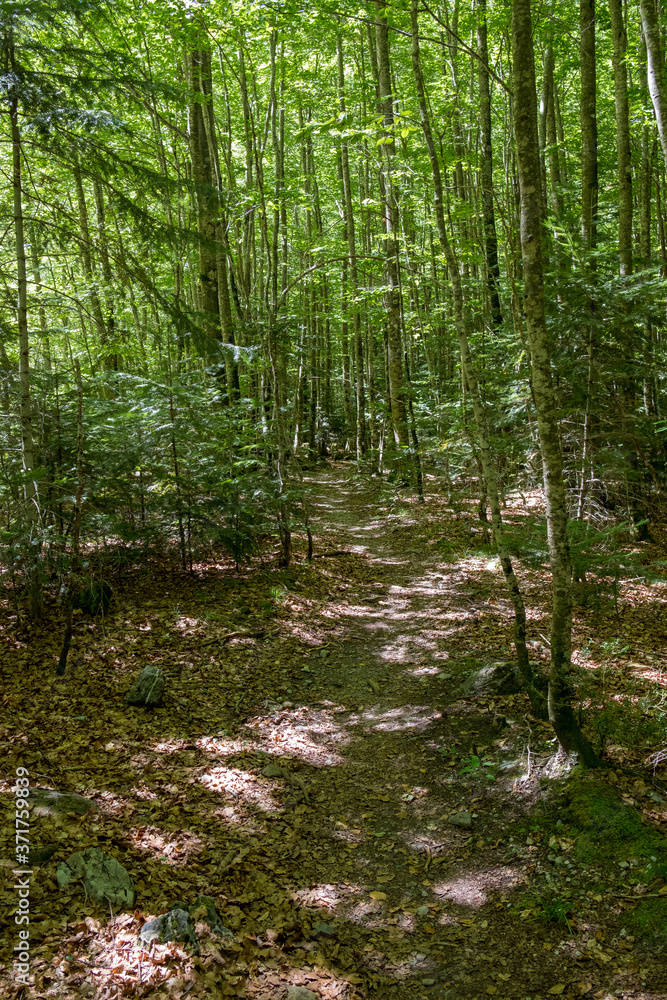 beech forest of Cañón de Añisclo, Huesca Pyrenees. National Park of Ordesa - Monte Perdido beech forest of Cañón de Añisclo, Huesca Pyrenees. National Park of Ordesa - Monte Perdido