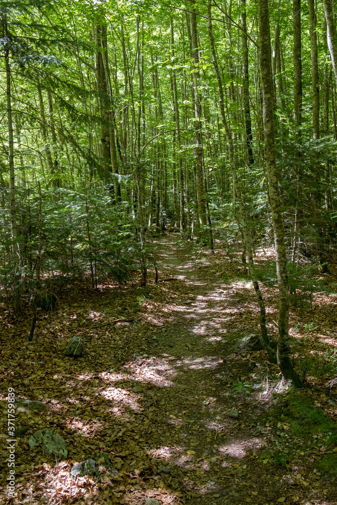 beech forest  of Cañón de Añisclo, Huesca Pyrenees. National Park of Ordesa - Monte Perdido