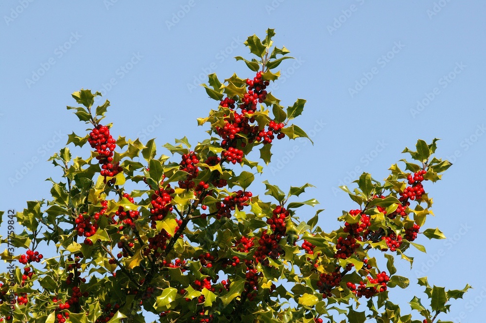 European Holly, ilex aquifolium with Red Berries, Winter in Normandy