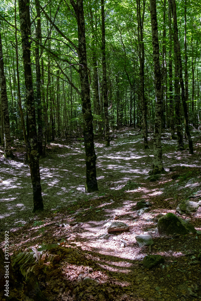 Fototapeta premium beech forest of Cañón de Añisclo, Huesca Pyrenees. National Park of Ordesa - Monte Perdido