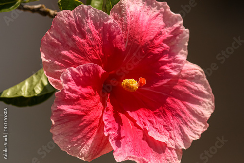 red hibiscus flower