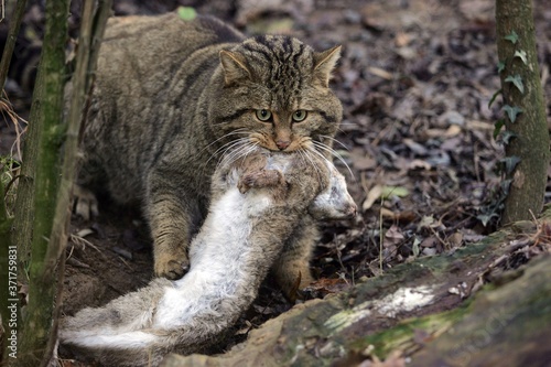 Photography European Wildcat, felis silvestris, with a Kill, an European rabbit